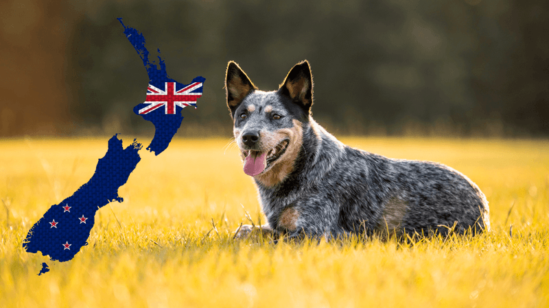 Bringing pets to New Zealand - Happy dog and cat with travel crate ready for international pet relocation to NZ